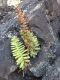 image of Phlebodium araneosum