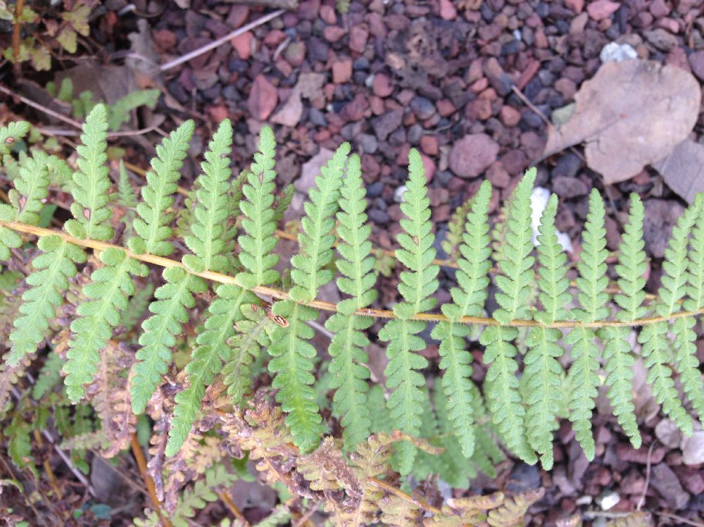 Woodsiaceae Woodsia mollis