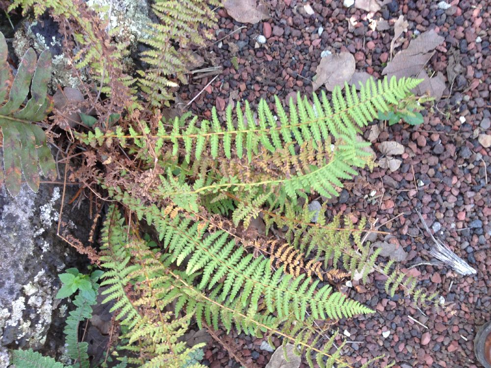 Woodsiaceae Woodsia mollis