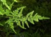 image of Asparagus setaceus