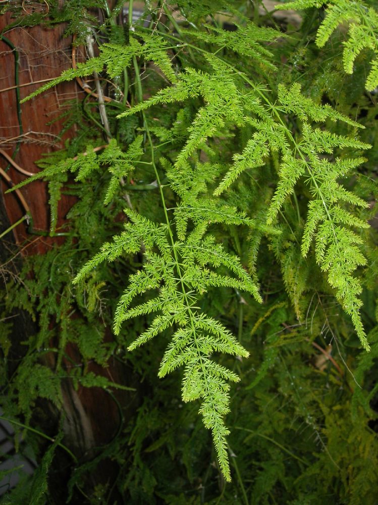 Asparagaceae Asparagus setaceus
