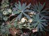 image of Euphorbia characias
