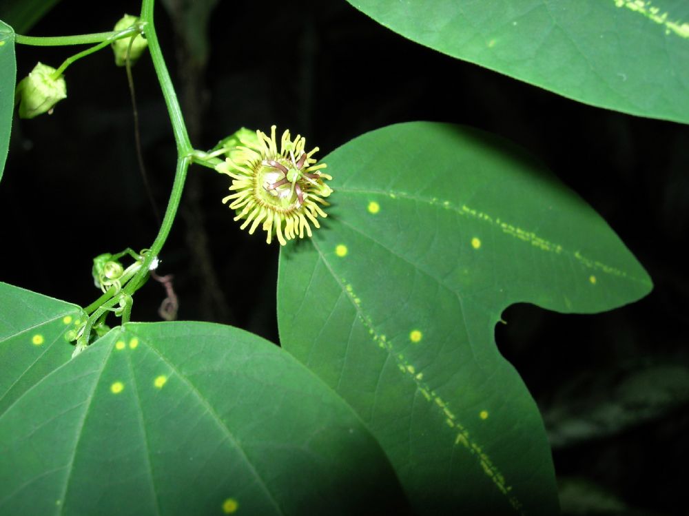 Passifloraceae Passiflora 