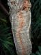 image of Quercus phellos