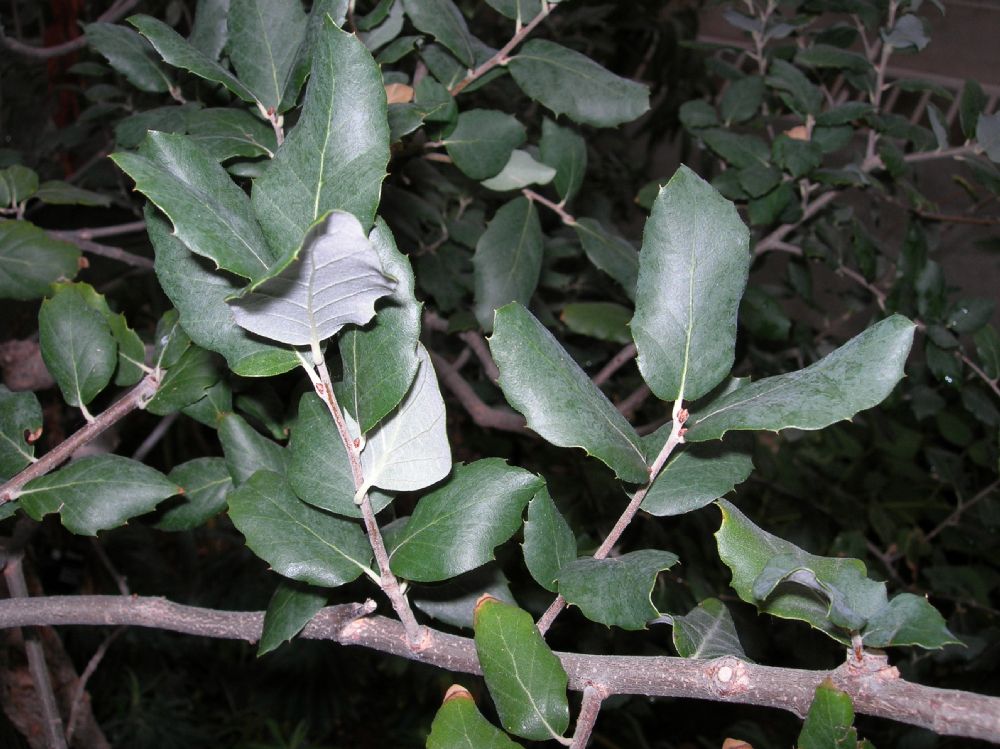 Fagaceae Quercus phellos