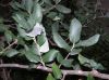 image of Quercus phellos