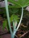 image of Ricinus communis