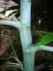 image of Ricinus communis