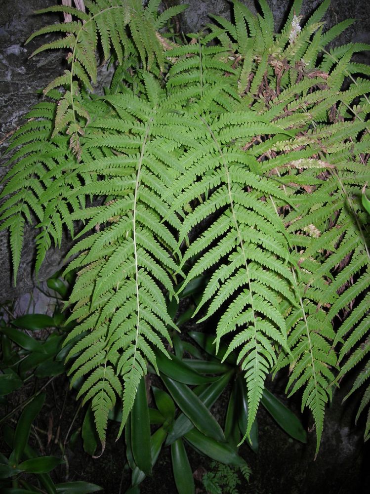 Thelypteridaceae Pelazoneuron kunthii