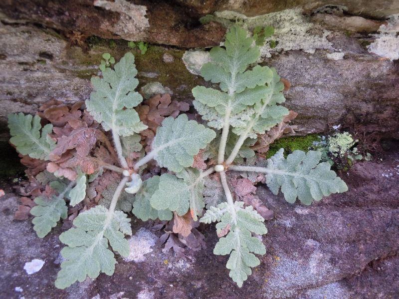 Anemiaceae Anemia eximia