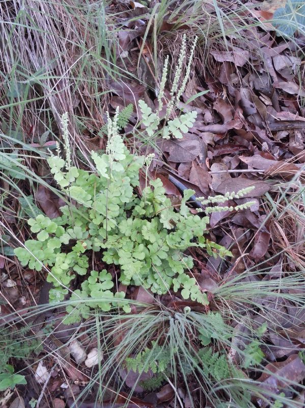 Anemiaceae Anemia glareosa