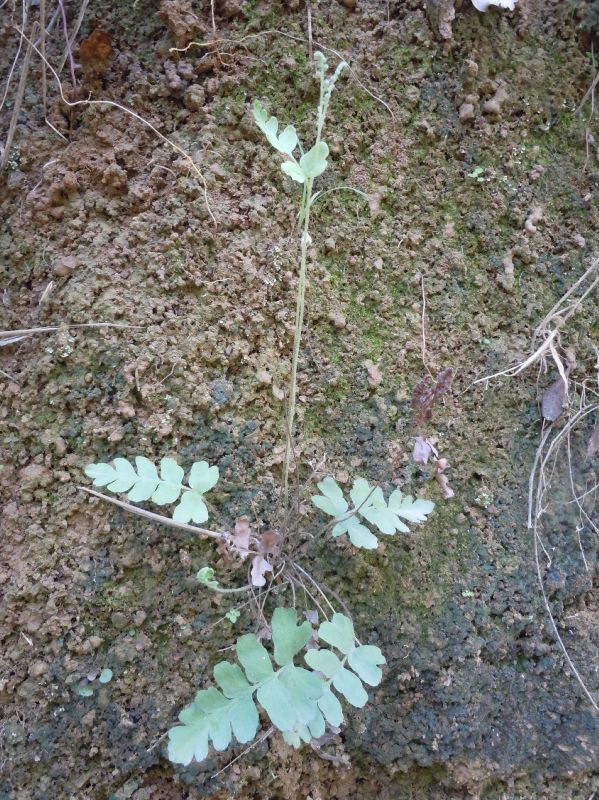 Anemiaceae Anemia glareosa
