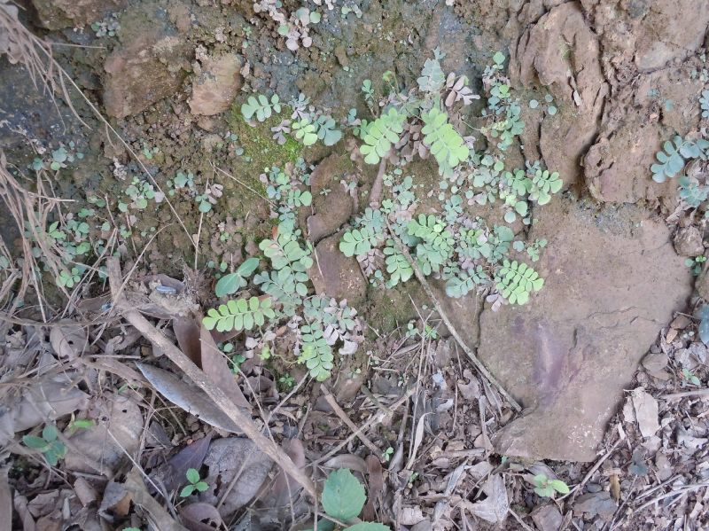 Anemiaceae Anemia oblongifolia
