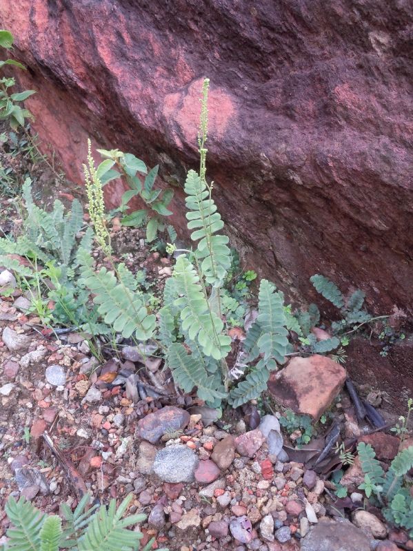 Anemiaceae Anemia oblongifolia