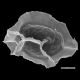 image of Diplazium ambiguum