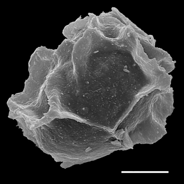 Athyriaceae Diplazium ambiguum