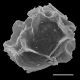 image of Diplazium ambiguum