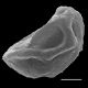 image of Diplazium dividissimum
