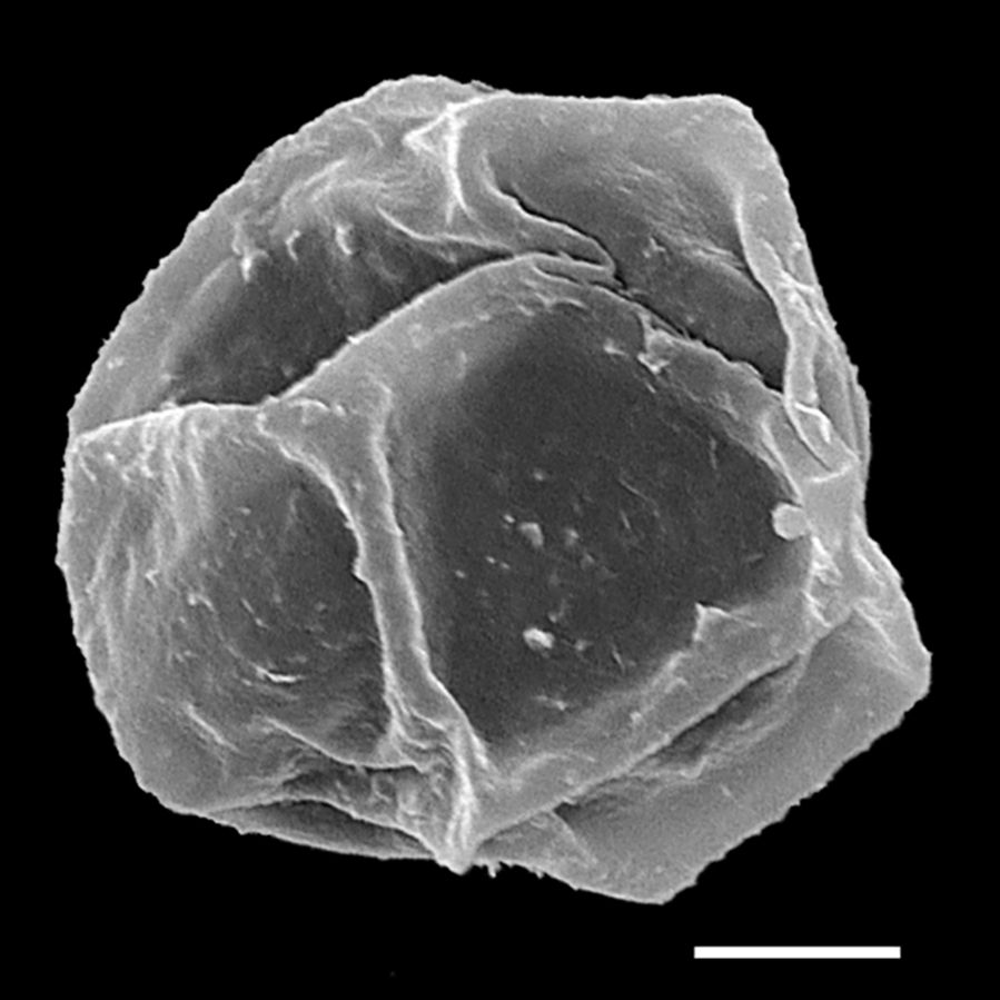 Athyriaceae Diplazium lonchophyllum