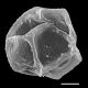 image of Diplazium lonchophyllum