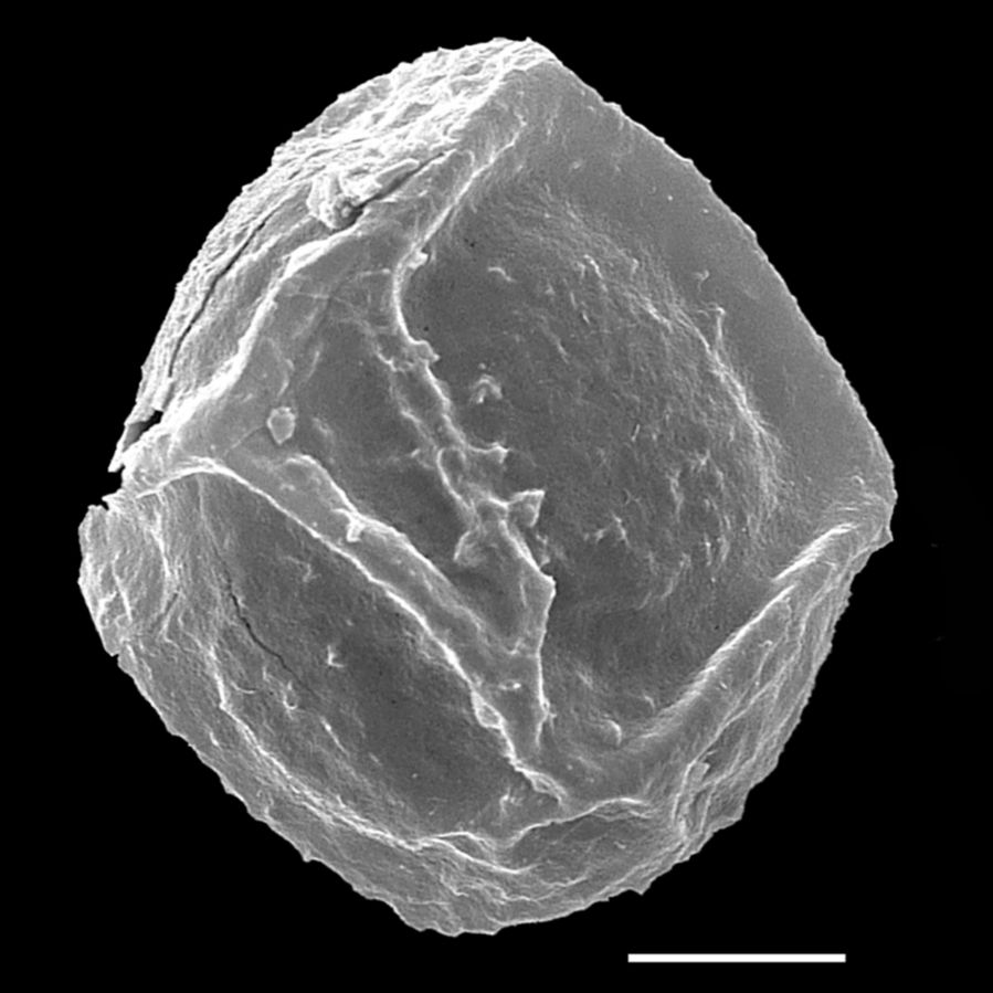 Athyriaceae Diplazium lonchophyllum