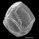 image of Diplazium lonchophyllum
