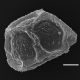 image of Diplazium lonchophyllum