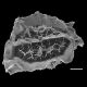 image of Diplazium palmense