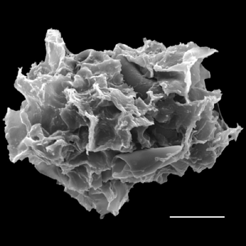 Lomariopsidaceae Teratophyllum koodersii