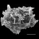 image of Teratophyllum koodersii