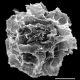 image of Teratophyllum koodersii