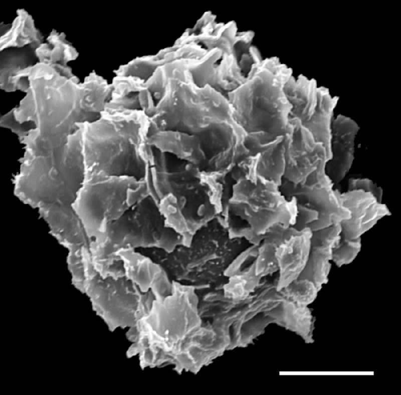 Lomariopsidaceae Teratophyllum koodersii