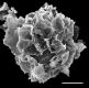 image of Teratophyllum koodersii