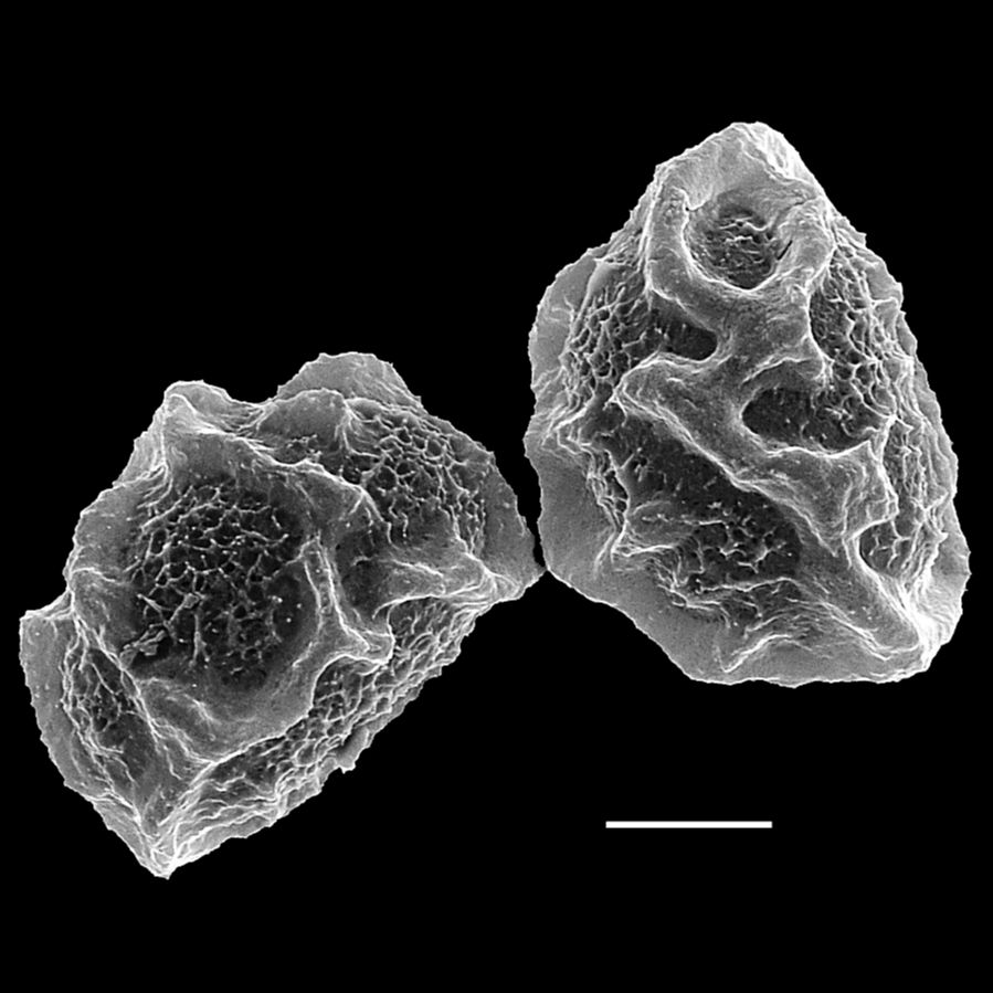 Dryopteridaceae Elaphoglossum albomarginatum