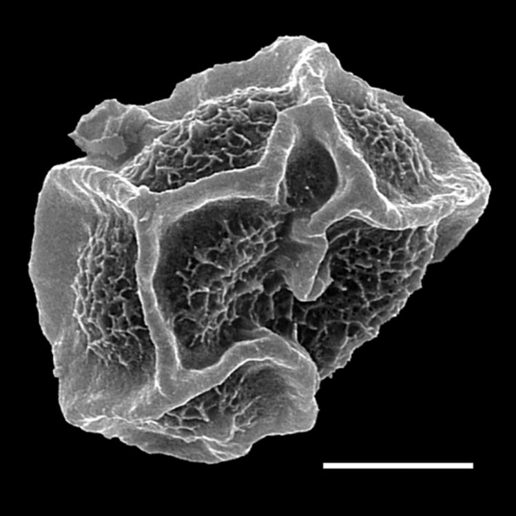 Dryopteridaceae Elaphoglossum albomarginatum