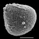image of Selaginella ludoviciana