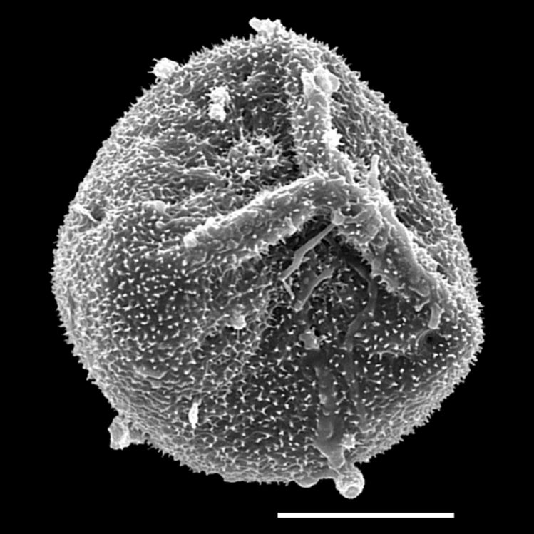 Selaginellaceae Selaginella ludoviciana
