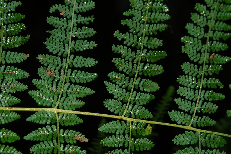 Dennstaedtiaceae Hypolepis repens