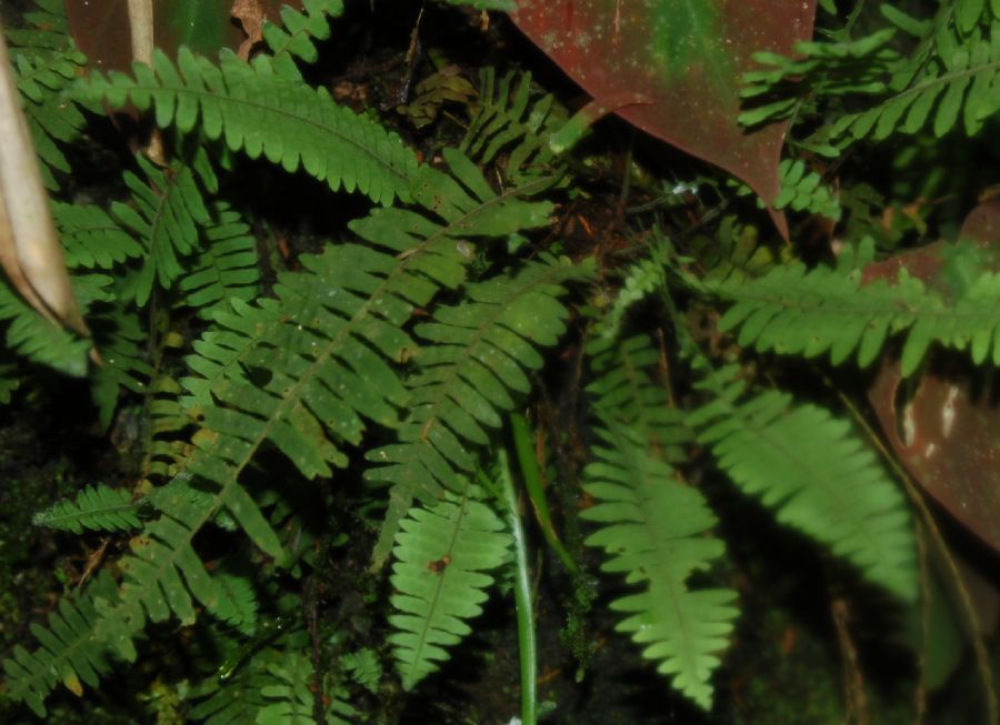 Polypodiaceae Pecluma hygrometrica