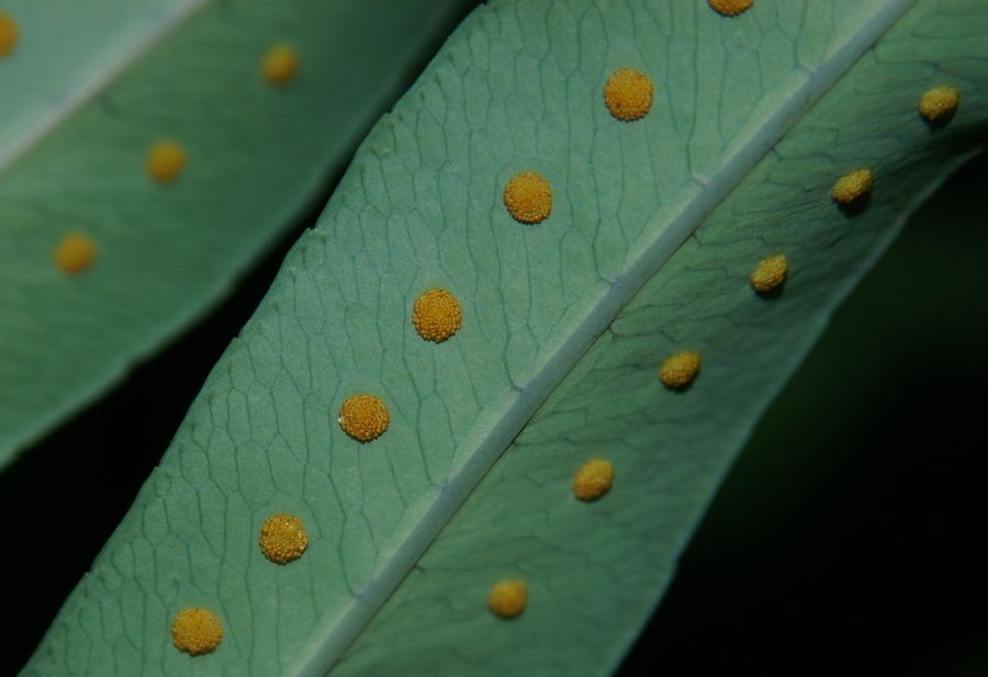 Polypodiaceae Phlebodium pseudoaureum
