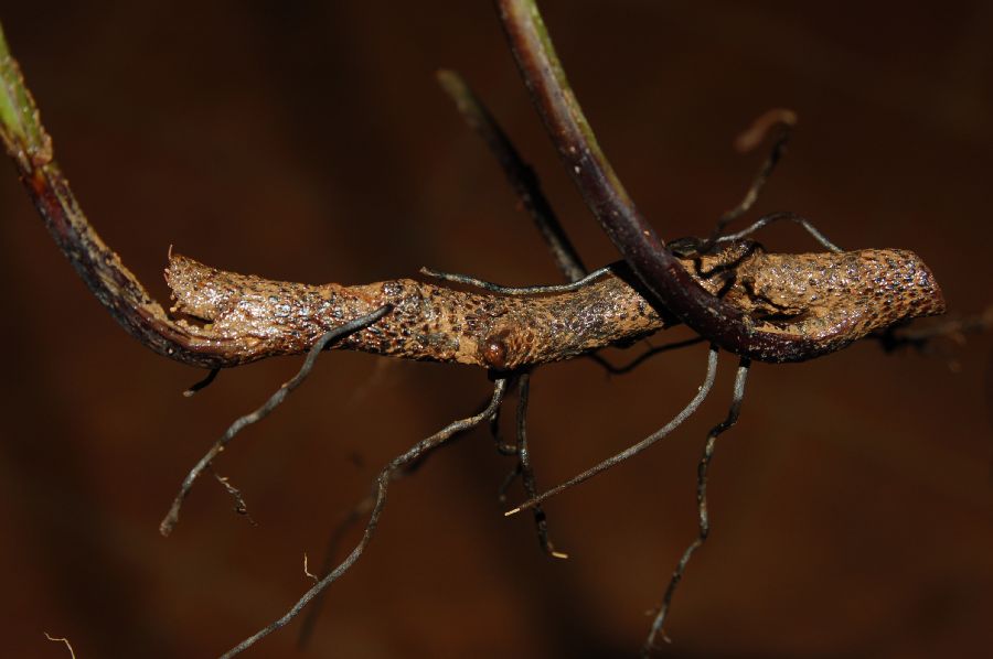 Blechnaceae Salpichlaena papyrus