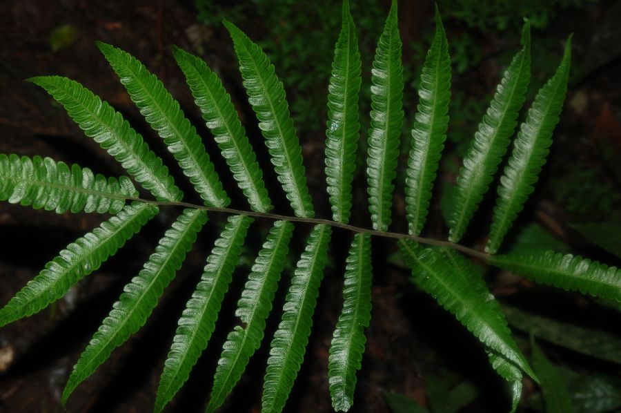 Thelypteridaceae Goniopteris nicaraguensis