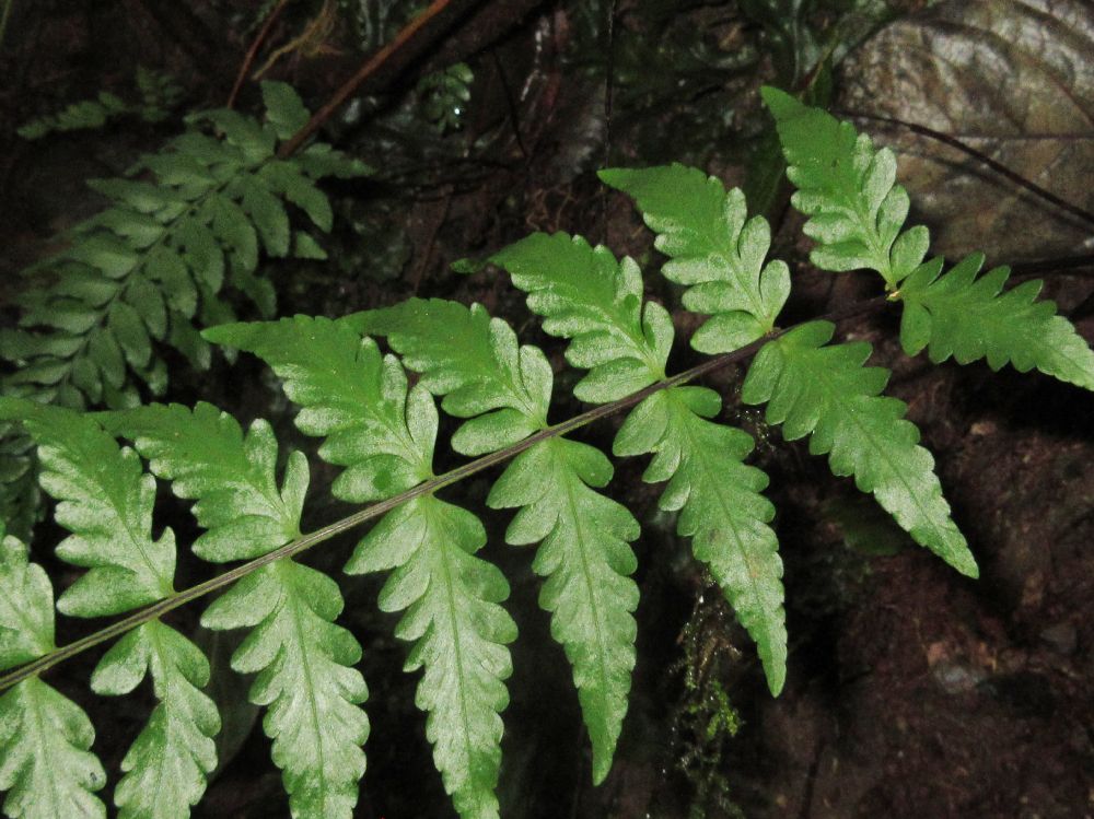 Aspleniaceae Asplenium radicans