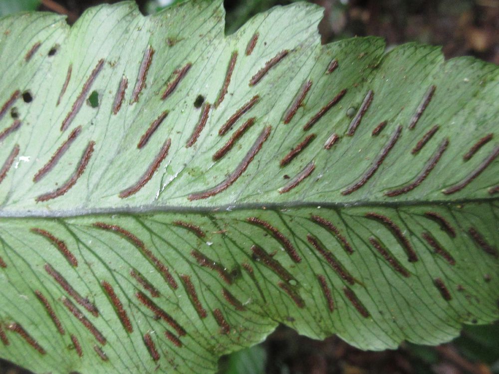 Athyriaceae Diplazium ternatum
