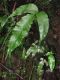 image of Diplazium ternatum