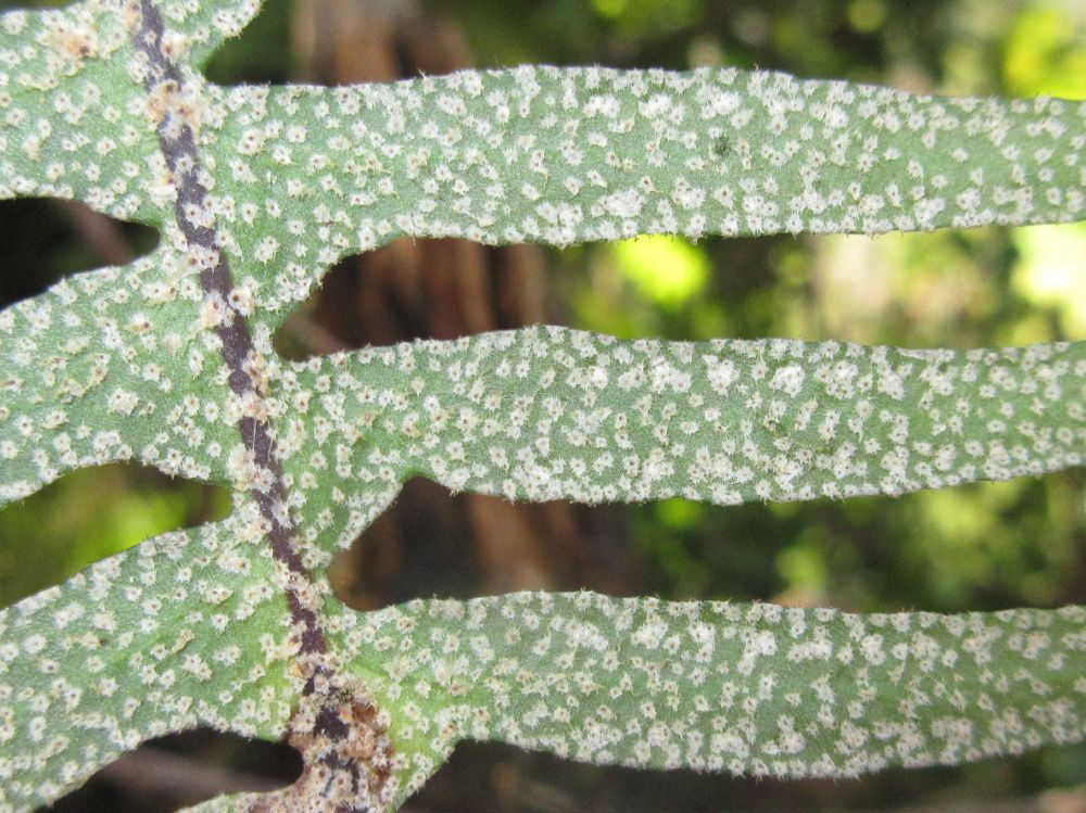 Polypodiaceae Pleopeltis villagranii