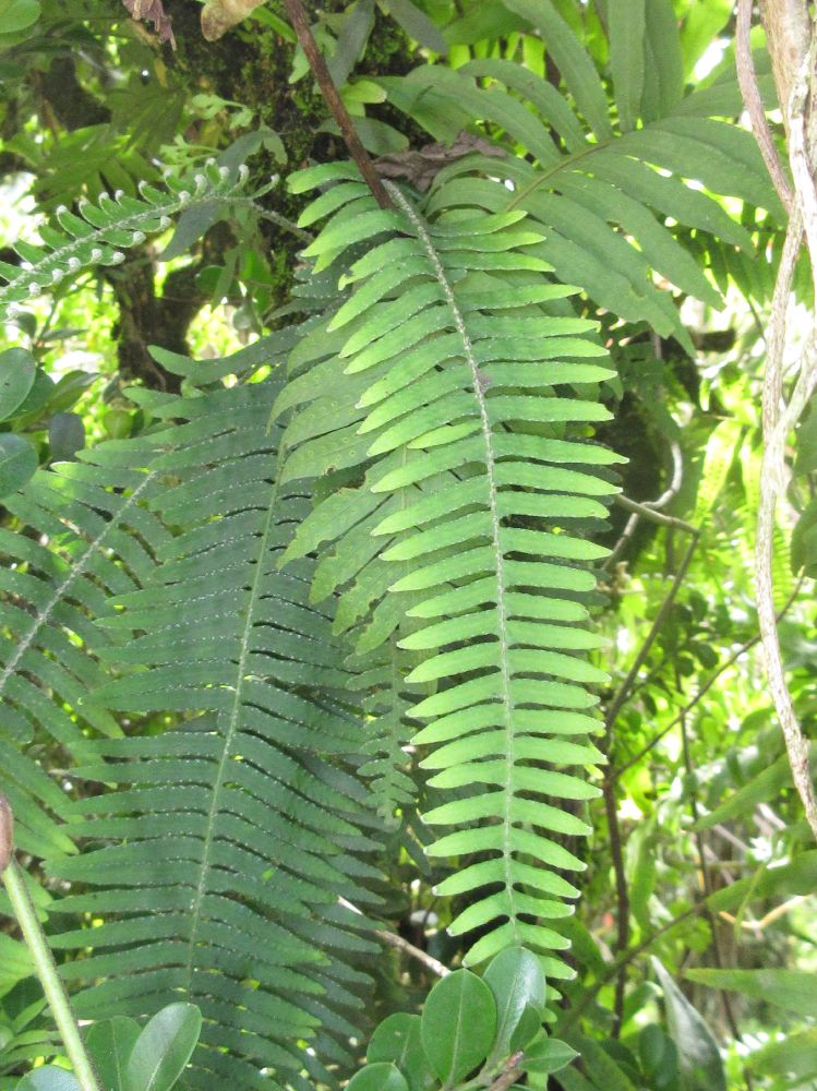 Polypodiaceae Pleopeltis villagranii