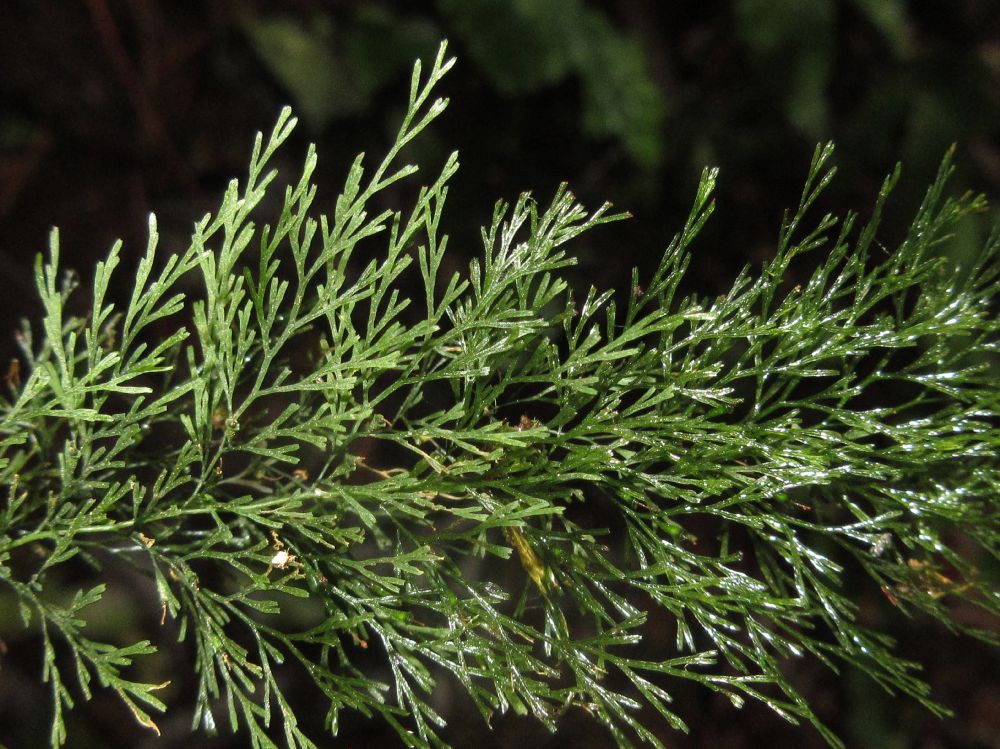 Hymenophyllaceae Polyphlebium angustum