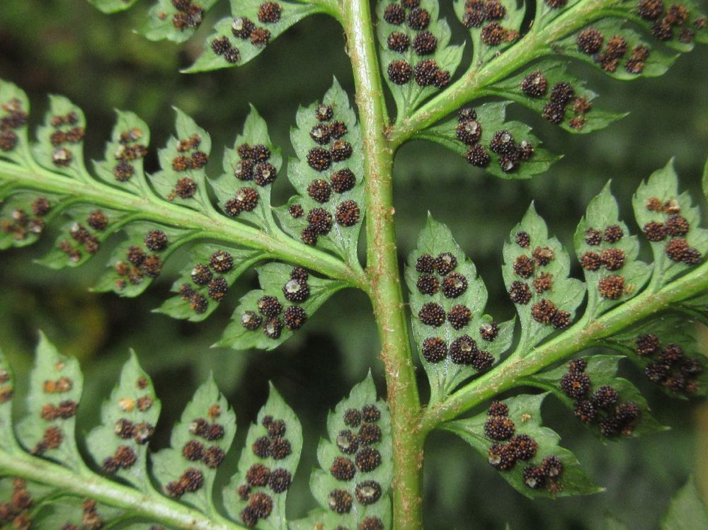 Dryopteridaceae Polystichum hartwegii