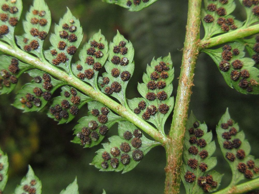 Dryopteridaceae Polystichum hartwegii